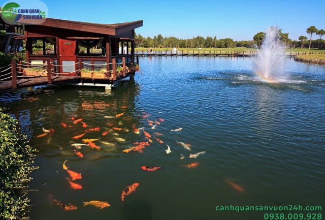 Thi công thiết kế hồ cá Koi - Cảnh Quan Sân Vườn 24h